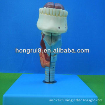 ISO Life size medical larynx model,larynx with tongue and teeth